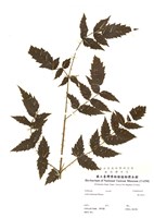 藏品(裏白蔥木)的圖片